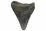 Juvenile Megalodon Tooth - South Carolina #248518-1